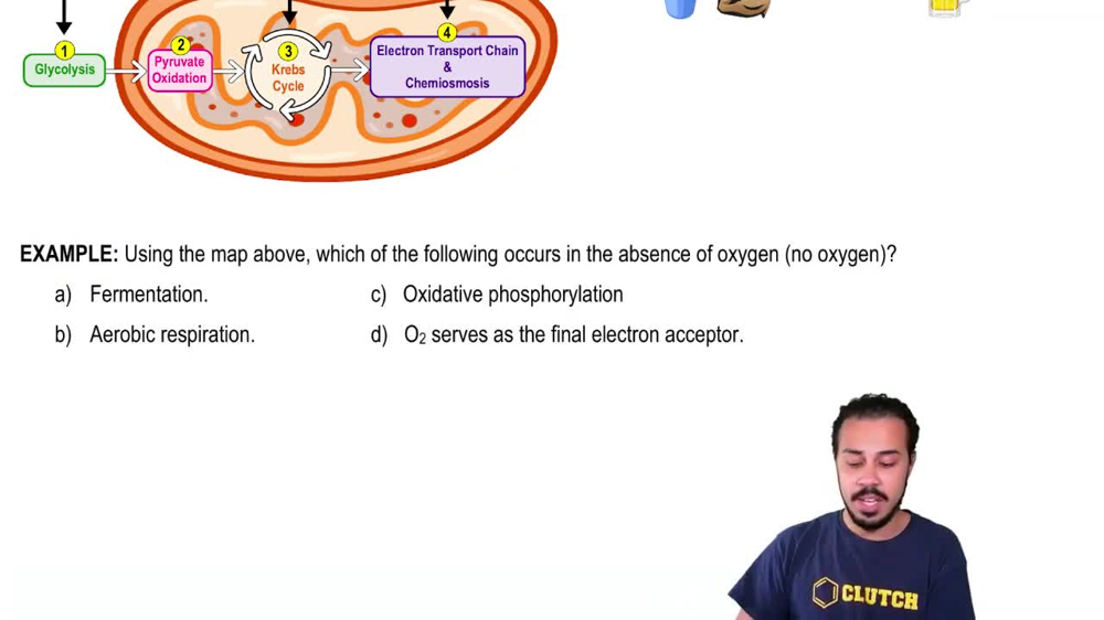 Introduction to Cellular Respiration Example 2