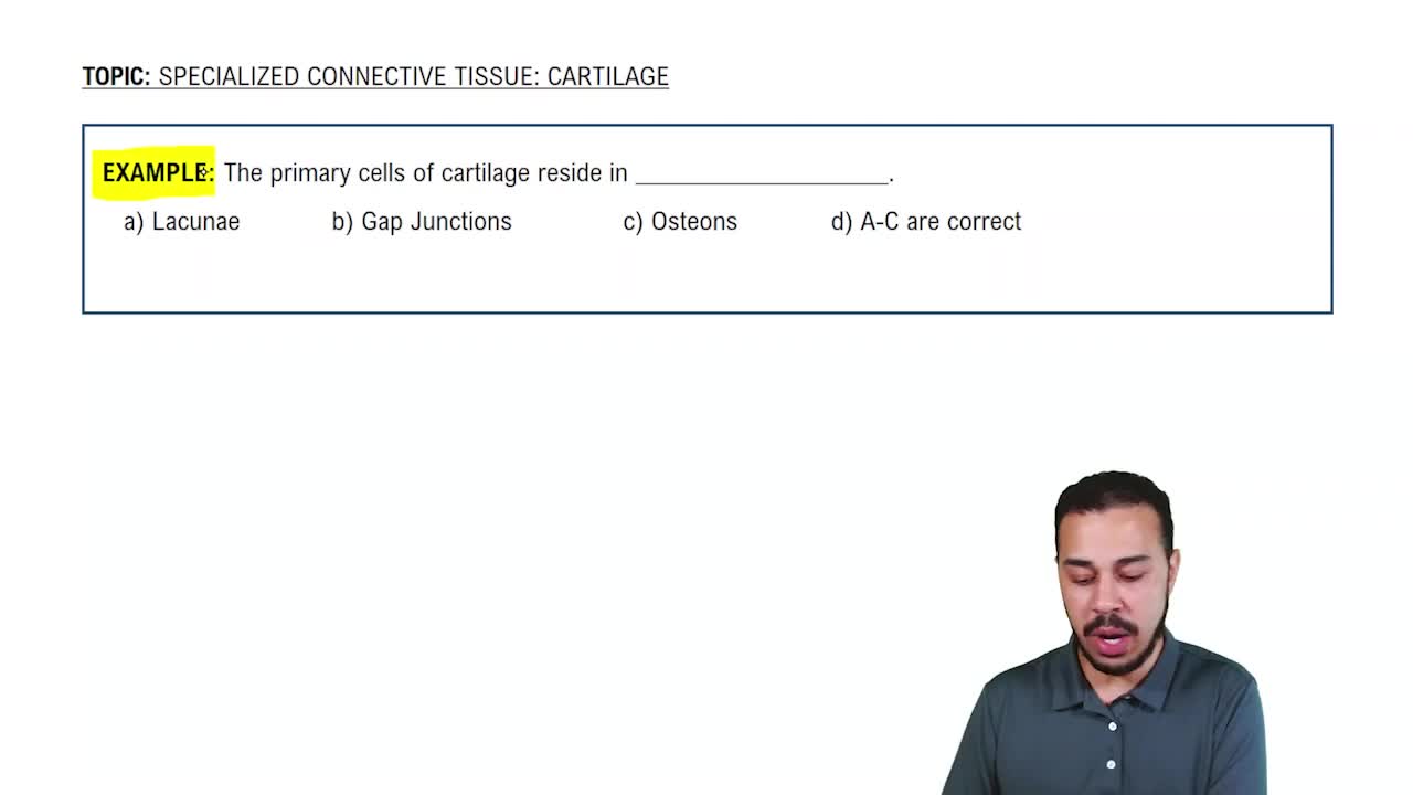 Specialized Connective Tissue: Cartilage Example 1