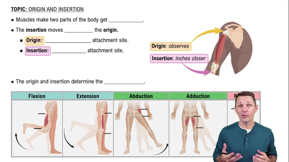 Origin and Insertion