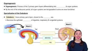 Organogenesis