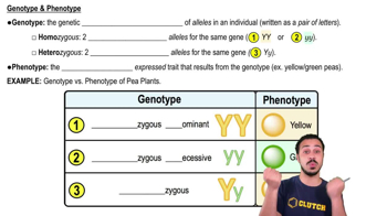 Genotype & Phenotype