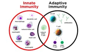 Introduction to Innate Immunity