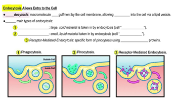 Endocytosis Allows Entry to the Cell