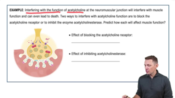 Steps of Muscle Contraction Example 3