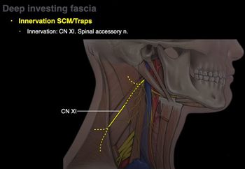 Muscles of the neck