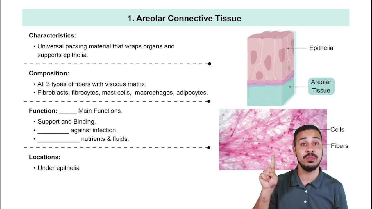 Areolar Connective Tissue