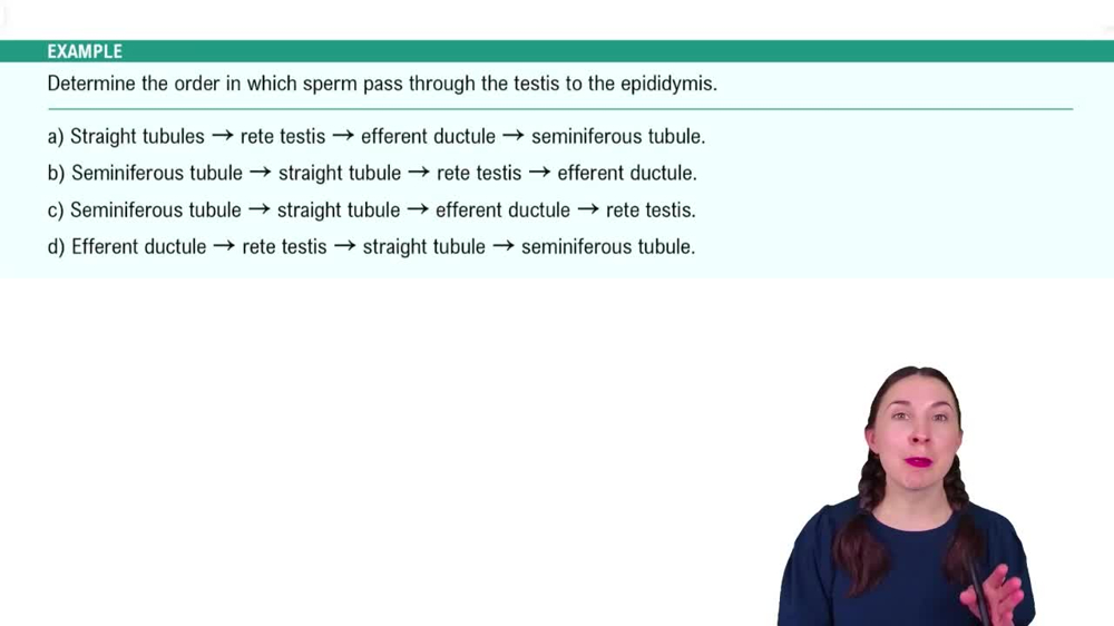 Anatomy of the Male Reproductive System Example 2