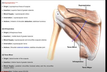 Rotator Cuff Muscles | Origins, Insertions, Innervations, and Actions