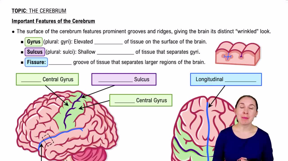 Important Features of the Cerebrum