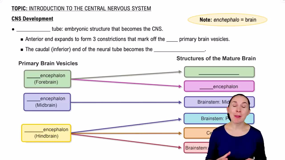 CNS Development