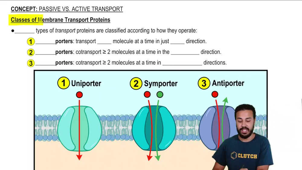 Classes of Membrane Transport Proteins