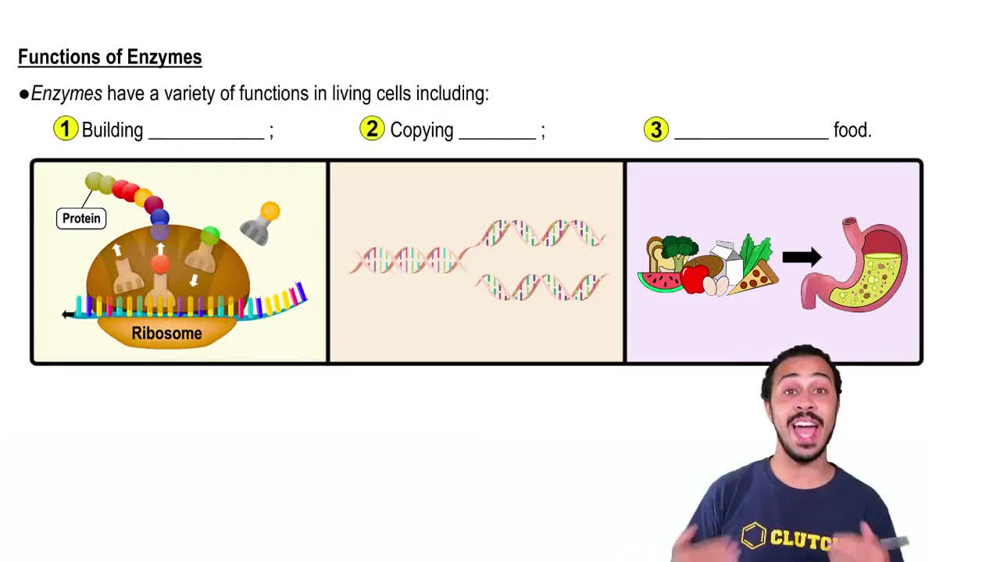 Functions of Enzymes