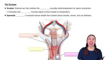 The Scrotum