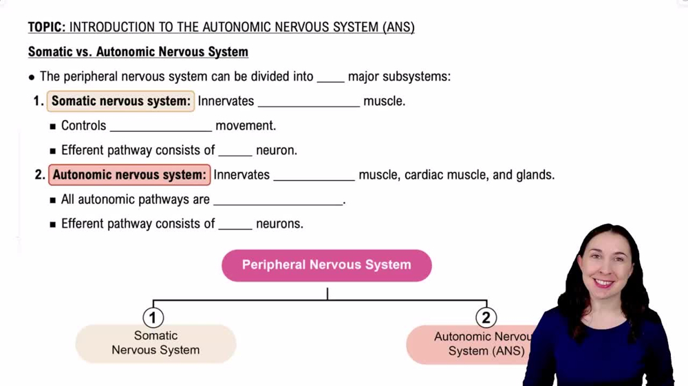 Somatic vs. Autonomic Nervous System