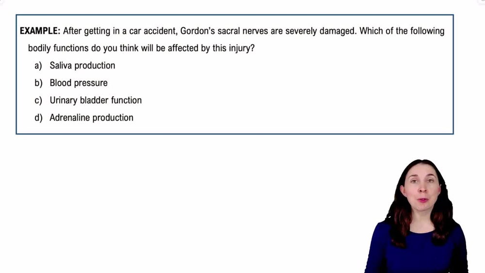 Parasympathetic Nervous System Example 2