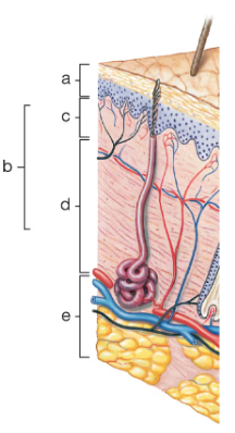 Cross-section diagram of skin layers labeled a to e, showing epidermis, dermis, and underlying connective tissue.