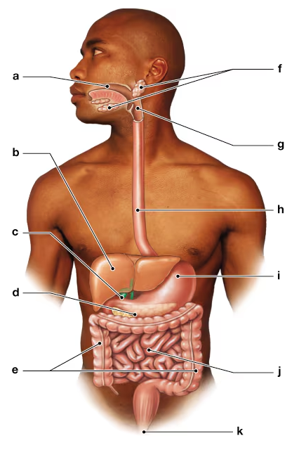 Diagram of a male torso showing labeled digestive system organs including esophagus, liver, stomach, intestines, and rectum.
