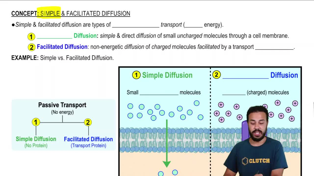 Simple and Facilitated Diffusion