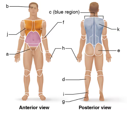 Front and back views of a male body with labeled anatomical regions for matching directional terms.