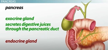 Pancreas  Function, Enzymes & Role in Digestion