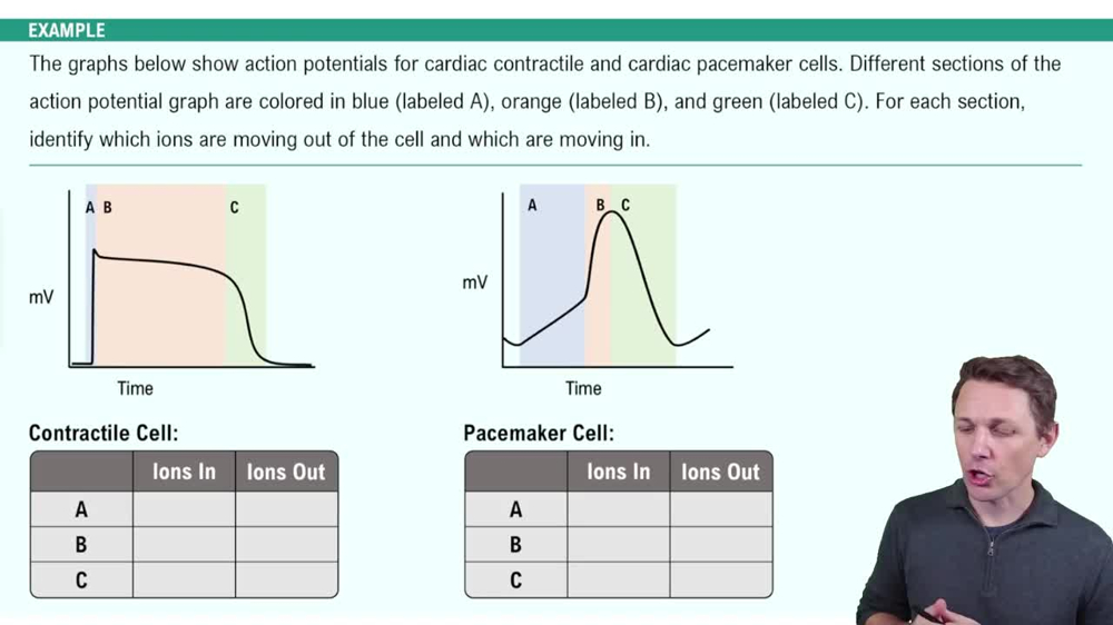 Cardiac Action Potentials Example 4