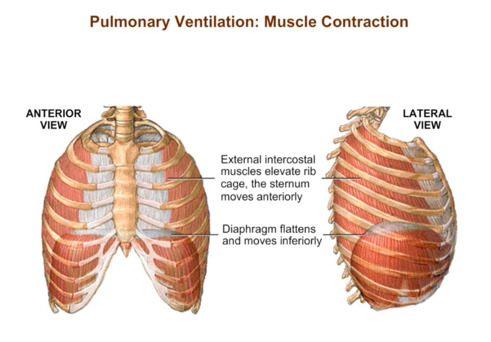 IP: Pulmonary Ventilation