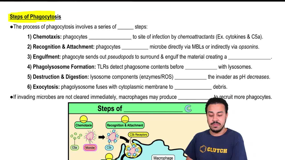 Steps of Phagocytosis