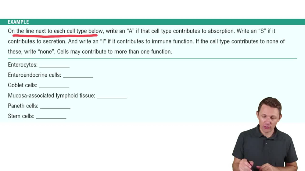 Small Intestine Example 3