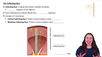 The Collecting Duct