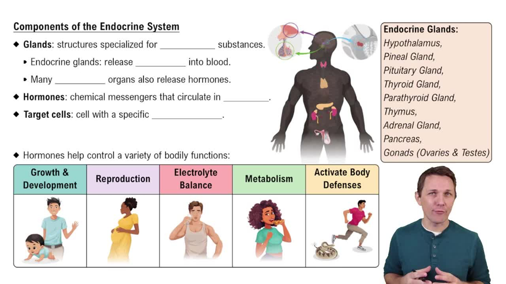 Components of the Endocrine System