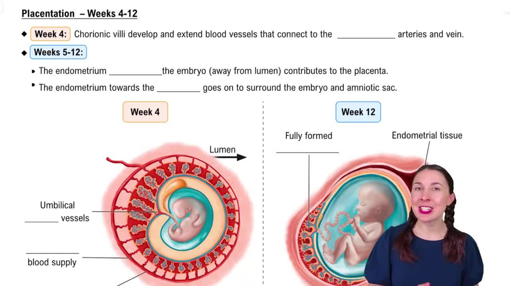 Placentation – Weeks 4-12
