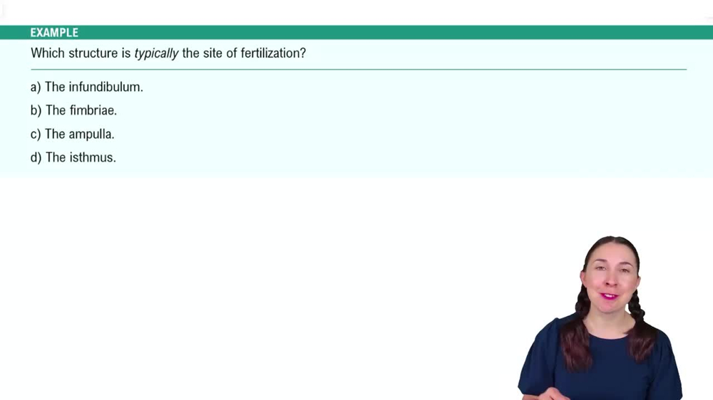 Anatomy of the Female Reproductive System Example 2