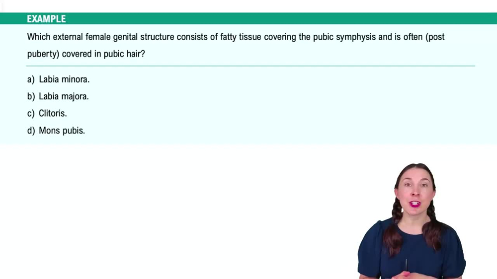 Anatomy of the Female Reproductive System Example 7