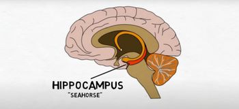 The Hippocampus