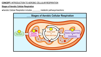 Stages of Aerobic Cellular Respiration