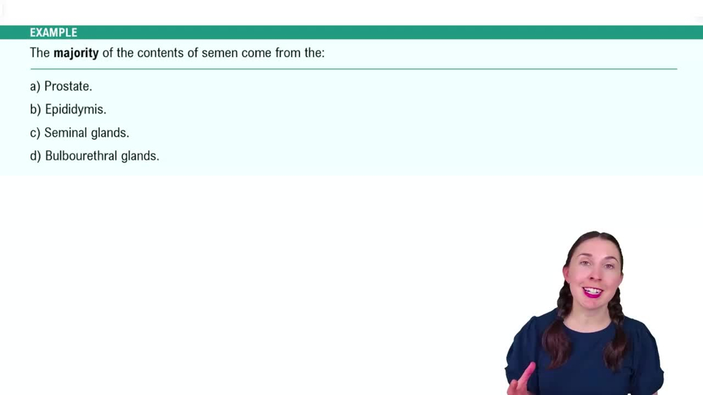 Anatomy of the Male Reproductive System Example 4