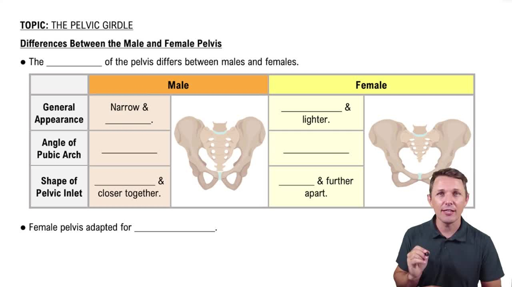 Differences Between the Male and Female Pelvis