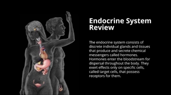 Endocrine