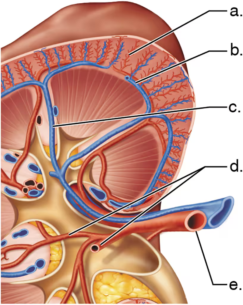 Diagram of the kidneys with labeled blood vessels, including segmental arteries, for matching exercise.