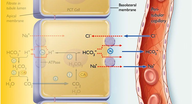 Figure Animation Renal Regulation of of pH Balance