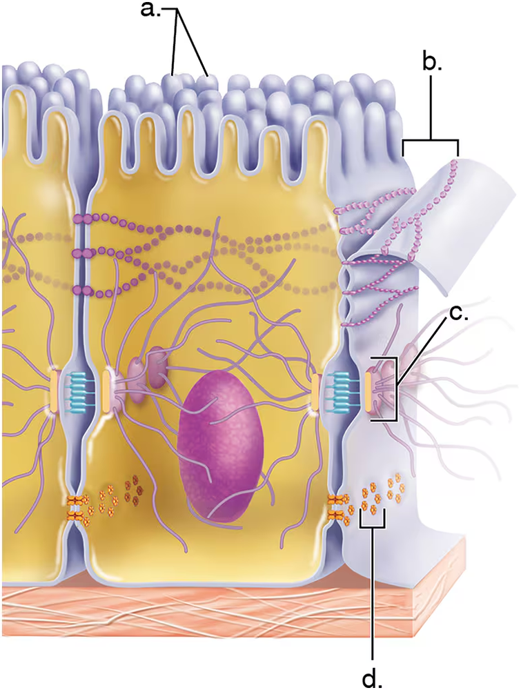 Illustration of a cell membrane with labeled components, highlighting structures involved in absorption processes.