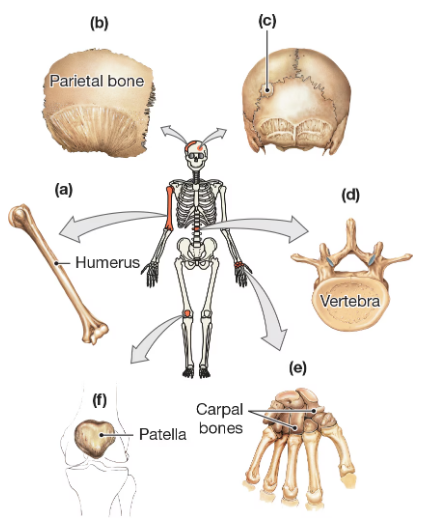 Diagram showing labeled bones including humerus, parietal bone, vertebra, carpal bones, and patella with arrows pointing to their locations.