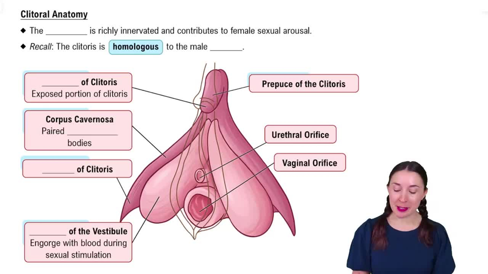 Clitoral Anatomy