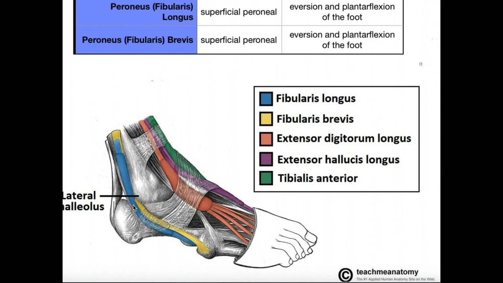 Lateral Leg Compartment