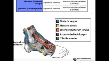 Lateral Leg Compartment