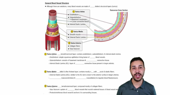 General Blood Vessel Structure