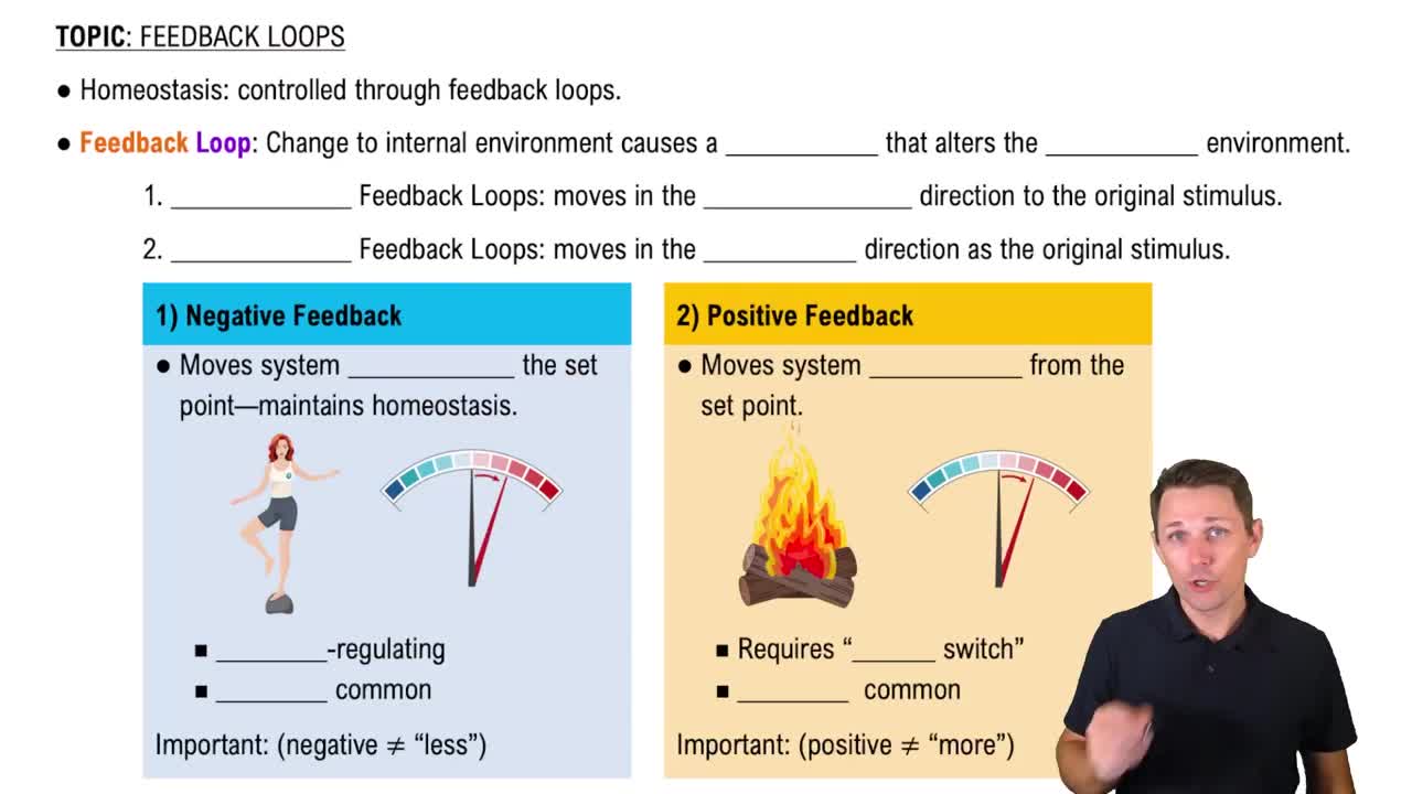 Introduction to Feedback Loops
