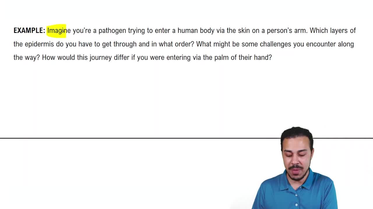 The Epidermis: Layers Example 3