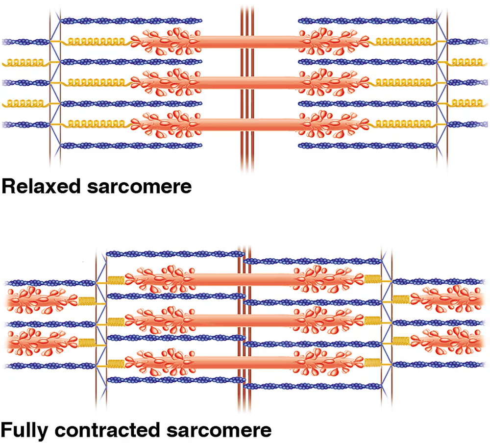 Comparison of relaxed and fully contracted sarcomeres, highlighting structural differences in muscle fibers.
