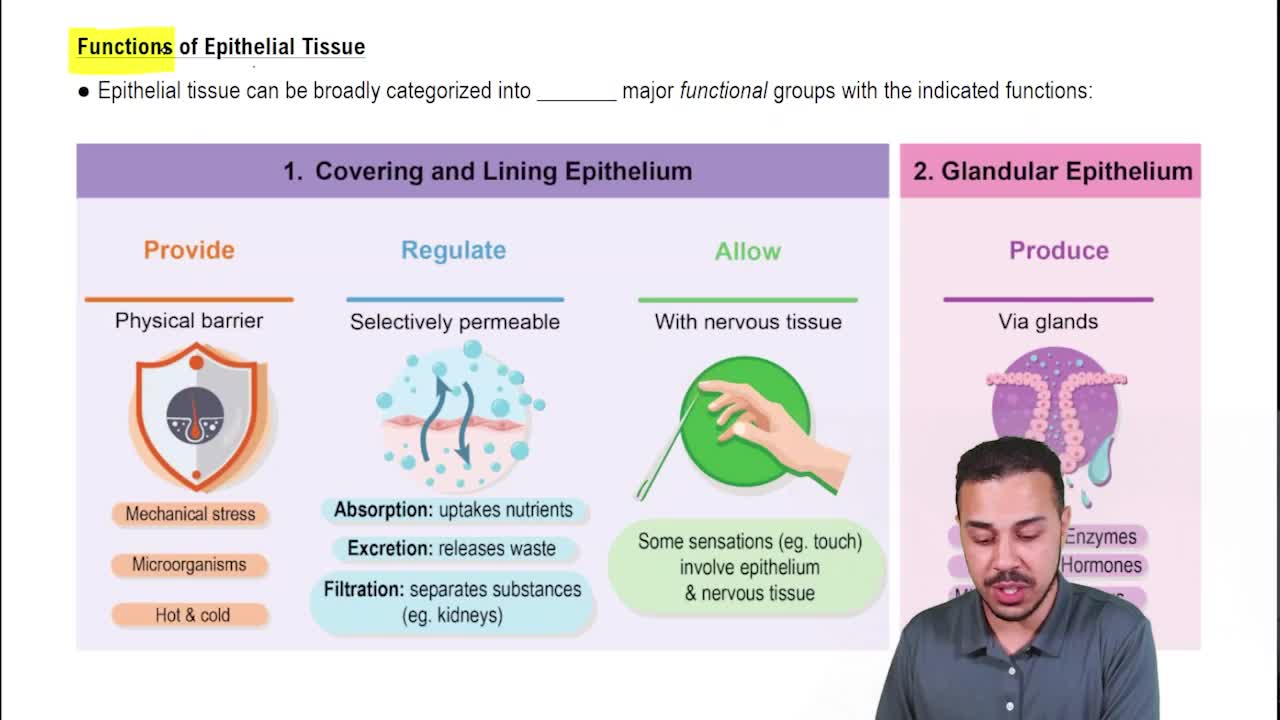 Functions of Epithelial Tissue